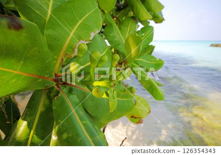 Photos of Maldives Beach 126354343