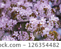 春天，北海道盛開著美麗的粉紅西伯利亞櫻花 126354482