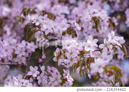 春天，北海道盛開著美麗的粉紅西伯利亞櫻花 126354482