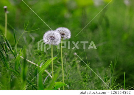 Dandelions covered in fluffy fluff in Yuni Town, Hokkaido [May] 126354592