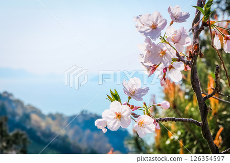 櫻花與自然風景 126354597