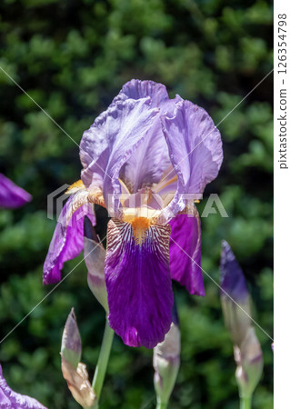 鳶尾花,開著色彩鮮豔的花朵(鳶尾科,鳶尾花) 鳶尾花,開著色彩鮮豔的花朵(鳶尾科,鳶尾花) 126354798