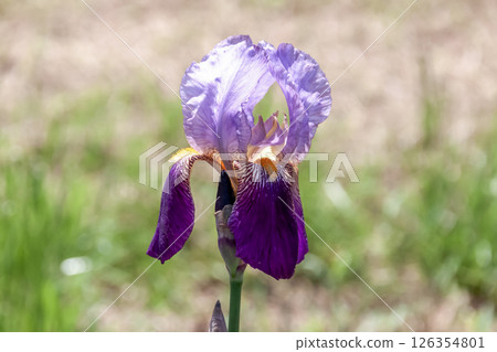 鳶尾花，開著色彩鮮豔的花朵（鳶尾科，鳶尾花） 126354801