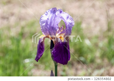 鳶尾花,開著色彩鮮豔的花朵(鳶尾科,鳶尾花) 鳶尾花,開著色彩鮮豔的花朵(鳶尾科,鳶尾花) 126354802