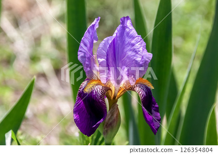 鳶尾花,開著色彩鮮豔的花朵(鳶尾科,鳶尾花) 鳶尾花,開著色彩鮮豔的花朵(鳶尾科,鳶尾花) 126354804
