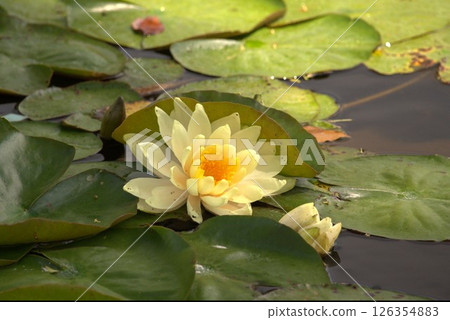 Water lily blooming in the pond 126354883