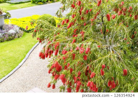 Callistemon (Hamamatsu Flower Park) Callistemon (Hamamatsu Flower Park) 126354924