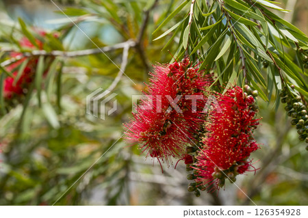 Callistemon (Hamamatsu Flower Park) 126354928