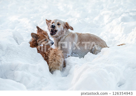 a golden retriever and a welsh corgi play in the white snow 126354943