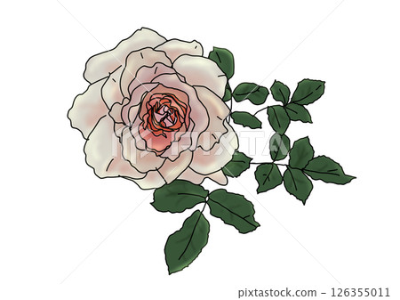 Rose flower corsage 126355011