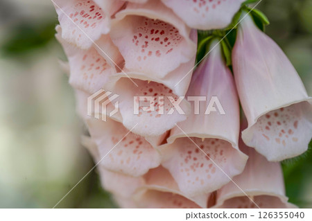 Dikitari Dikitari 126355040