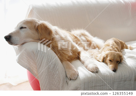 Two dogs sleeping on the sofa Two dogs sleeping on the sofa 126355149
