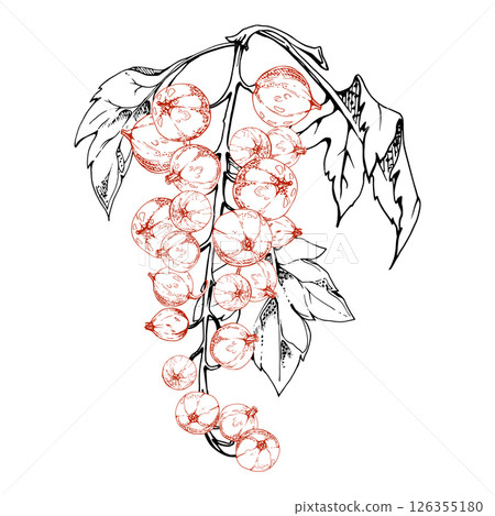 Currant gooseberry cluster bunch on branch with leaves, ripe garden berry juneberry casseille jostaberry. Isolated botanical illustration, vector ink hand drawn. Home preserves cookbook, grocery store 126355180