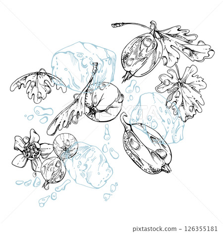 Gooseberry Currant berry flying in water splash green leaves flowers, ice cubes, dew drops, ripe garden juneberry casseille jostaberry. Isolated illustration hand drawn in vector ink. Drinks, grocery 126355181