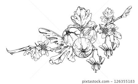 Gooseberry berries leaves flower buds hanging on thorny branch, ripe garden juneberry casseille currant. Cut out botanical illustration vector ink hand drawn. Home preserves cookbook, farmer calendar 126355183