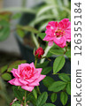 Pink rose flowers blooming in autumn september gardening yard 126355184