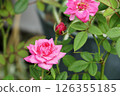 Pink rose flowers blooming in autumn september gardening yard 126355185