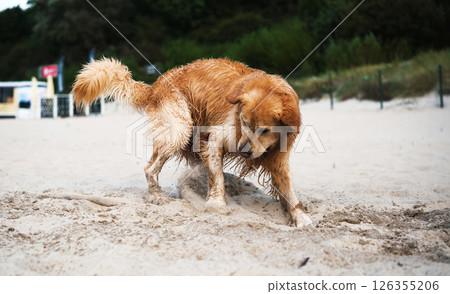 Happy Adorable Golden Retriever Dog Playing On A Sandy Beach 126355206