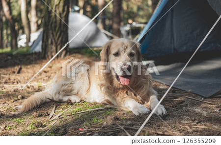 Adorable Golden Retriever Dog Lying By Touristic Camp Tent Adorable Golden Retriever Dog Lying By Touristic Camp Tent 126355209