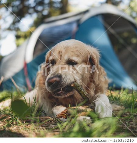 Adorable Golden Retriever Dog Lying By Touristic Camp Tent 126355210