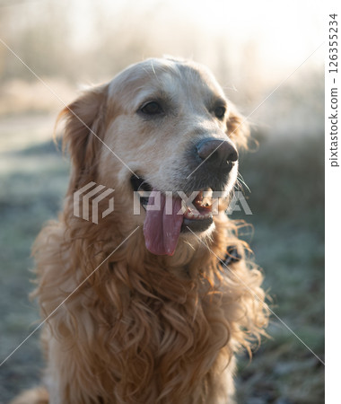 Adorable Golden Retriever Dog Outdoors 126355234