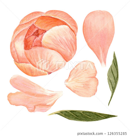 Coral peony bud, petals, leaves watercolor illustration set isolated on white. Hand-painted vintage botanical elements. Perfect for wedding design, packaging, branding, and cards. Soft blush, olive 126355285