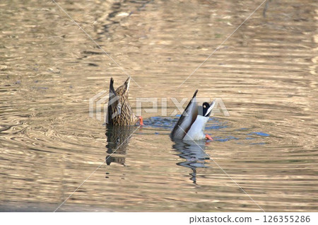 Duck: A husband and wife team working together in harmony Duck: A husband and wife team working together in harmony 126355286