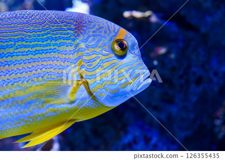 Blue-striped sailfin snapper cruising above coral rocks in a tropical saltwater aquarium 126355435