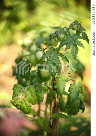 Close-up of a green tomato plant growing outdoors in natural light. Unripe cherry tomatoes hanging on the vine. Fresh organic gardening in summer with blurred background and soft focus. Close-up of a green tomato plant growing outdoors in natural light. Unripe cherry tomatoes hanging on the vine. Fresh organic gardening in summer with blurred background and soft focus. 126355439