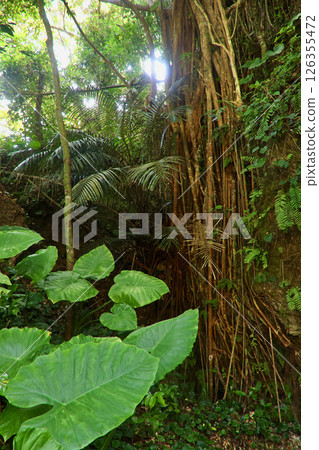 沖繩森林與亞熱帶植物（沖繩縣宇流麻市） 126355472