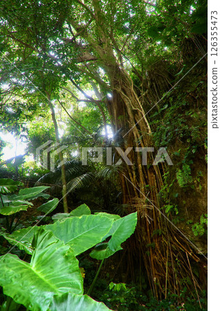 Okinawa Forest and Subtropical Plants (Uruma City, Okinawa Prefecture) Okinawa Forest and Subtropical Plants (Uruma City, Okinawa Prefecture) 126355473