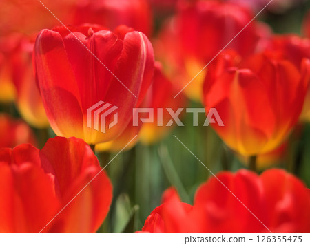 Beautiful red tulip flower "Prince Claus" blooming in April 126355475
