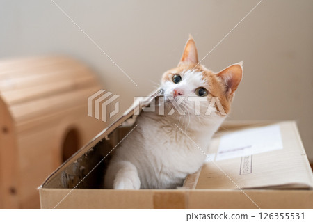 Cat in a cardboard box, brown tabby and white 126355531