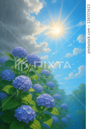 Hydrangea blooming in the clear of the rainy season Hydrangea blooming in the clear of the rainy season 126355623
