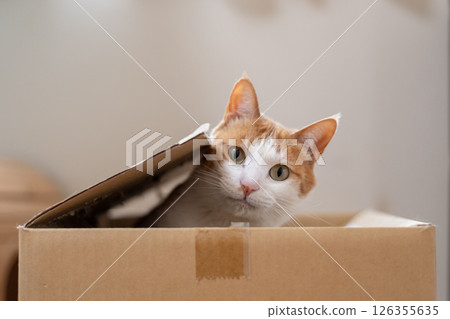 Cat in a cardboard box, brown tabby and white 126355635