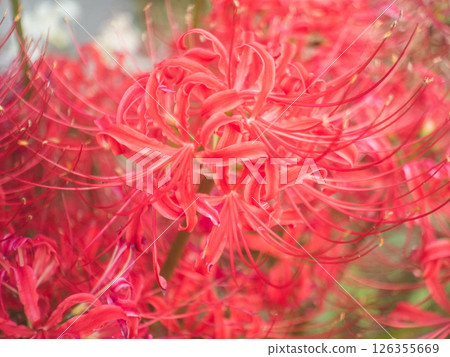 紅蜘蛛百合 126355669