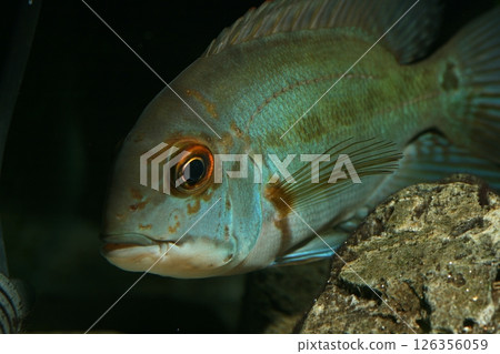 Parrot Cichlid 126356059
