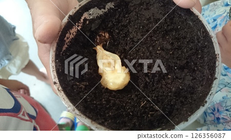 Stag beetle pupa Stag beetle pupa 126356087