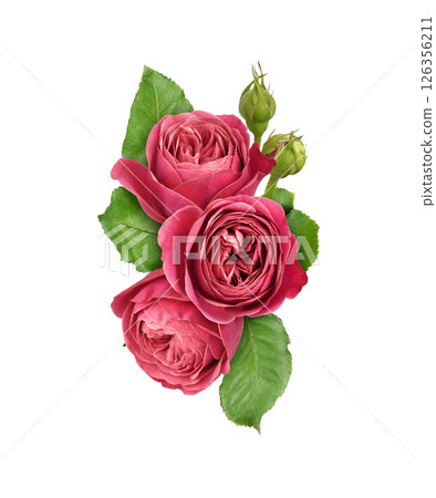 Pink rose flowers in a beautiful floral arrangement isolated on white background Pink rose flowers in a beautiful floral arrangement isolated on white background 126356211