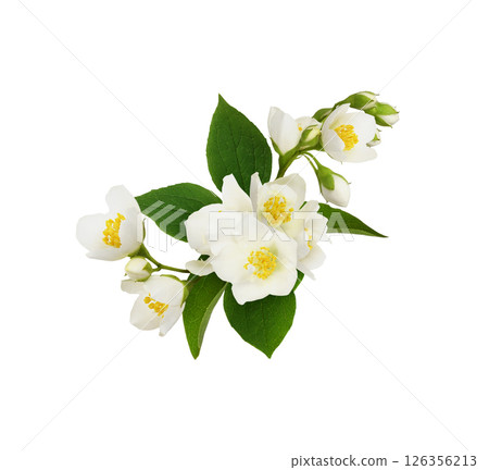 Jasmine (Philadelphus) flowers and green leaves in a floral arrangement isolated on white background 126356213