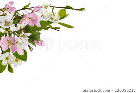 Spring twigs of garden trees for corner arrangement isolated on white Spring twigs of garden trees for corner arrangement isolated on white 126356215
