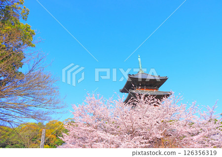 Scenery of cherry blossoms in full bloom and the five-storied pagoda of Yagotoyama Koshoji Temple, Nagoya City, Aichi Prefecture Scenery of cherry blossoms in full bloom and the five-storied pagoda of Yagotoyama Koshoji Temple, Nagoya City, Aichi Prefecture 126356319