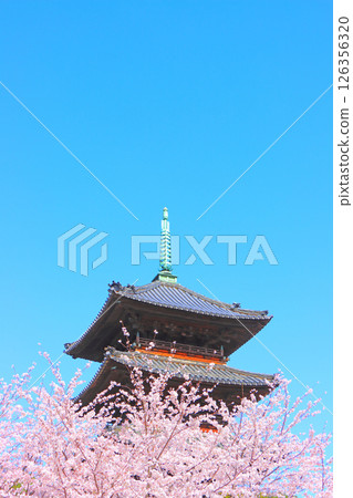 Scenery of cherry blossoms in full bloom and the five-storied pagoda of Yagotoyama Koshoji Temple, Nagoya City, Aichi Prefecture Scenery of cherry blossoms in full bloom and the five-storied pagoda of Yagotoyama Koshoji Temple, Nagoya City, Aichi Prefecture 126356320