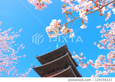 Scenery of cherry blossoms in full bloom and the five-storied pagoda of Yagotoyama Koshoji Temple, Nagoya City, Aichi Prefecture Scenery of cherry blossoms in full bloom and the five-storied pagoda of Yagotoyama Koshoji Temple, Nagoya City, Aichi Prefecture 126356321