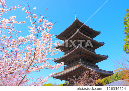 Scenery of cherry blossoms in full bloom and the five-storied pagoda of Yagotoyama Koshoji Temple, Nagoya City, Aichi Prefecture Scenery of cherry blossoms in full bloom and the five-storied pagoda of Yagotoyama Koshoji Temple, Nagoya City, Aichi Prefecture 126356324