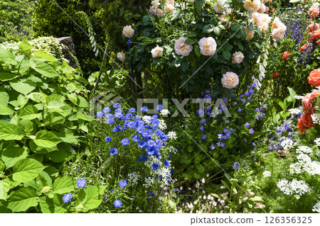 Hamamatsu Flower Park (May) - Flowers in the Rose Garden 126356325