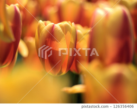 Beautiful orange tulips "World Peace" blooming in April Beautiful orange tulips "World Peace" blooming in April 126356406
