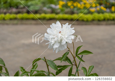 牡丹(濱松花卉公園) 牡丹(濱松花卉公園) 126356602