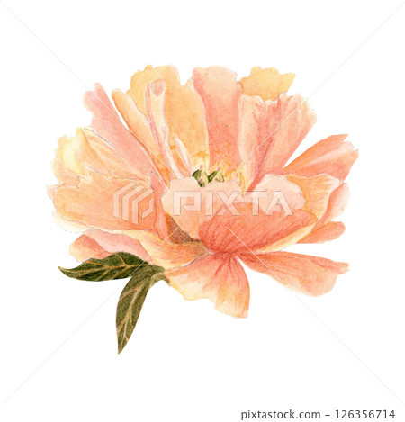 Delicate peony flower head in soft peach tones watercolor illustration. Hand-painted with high detail, perfect for wedding invitations, branding, packaging, fabric design, and cards. Coral charm color 126356714