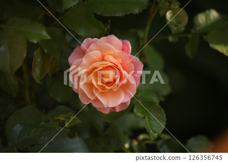Close-up of a blooming peach-pink rose with lush petals and green leaves, captured in natural daylight in a summer garden. Romantic floral background with soft shadows and botanical detail. 126356745